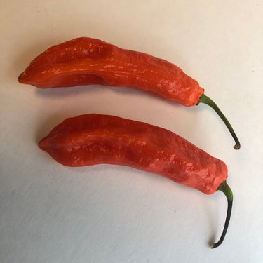 Jalapeno Ghostly - Seeds - The Pepper Pantry (Formerly Marie Sharp's)